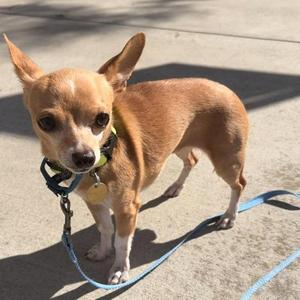 Squeaks, Chihuahua, adult, available for adoption