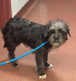 Barbari, French Bulldog / Poodle, young, available for adoption