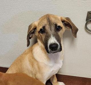Earth, Rhodesian Ridgeback, puppy, available for adoption