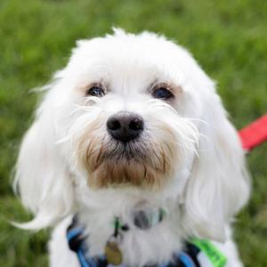 Mr. Snuffleupagus, Havanese, senior, available for adoption