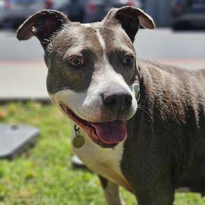 Raine, Pit Bull Terrier, adult, available for adoption