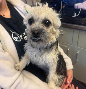 Lamancha, French Bulldog / Poodle, young, available for adoption