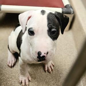 Kittle, Pit Bull Terrier, puppy, available for adoption