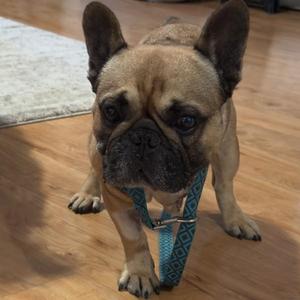 Grizzley, French Bulldog, adult, available for adoption