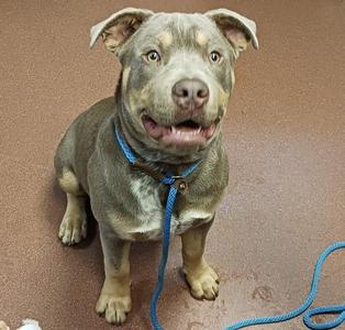 A gray and tan dog with a blue leash, sitting on a brown floor.