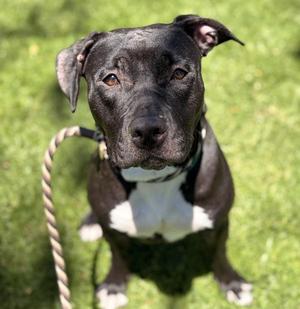 Kala, Pit Bull Terrier, adult, available for adoption
