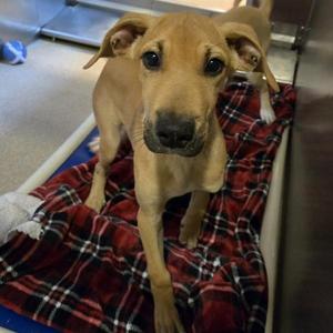 Fire, Rhodesian Ridgeback, puppy, available for adoption