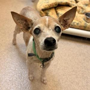 Agatha, Chihuahua, senior, available for adoption