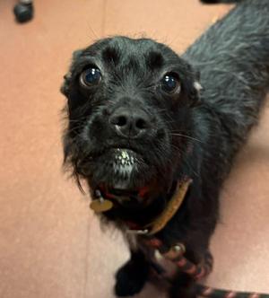 Layla, Scottish Terrier, young, available for adoption