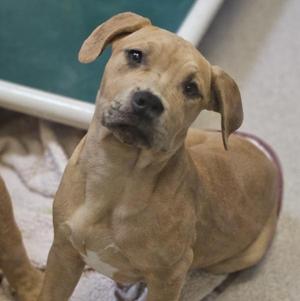 A light brown puppy with floppy ears sitting on a blanket.