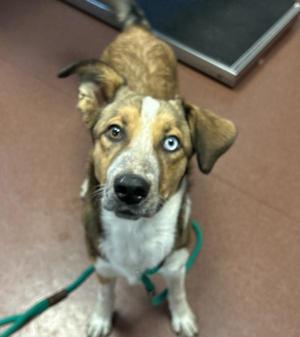 A brown and white dog with blue eyes sitting on a brown floor, wearing a green leash.