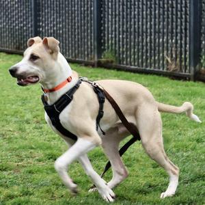 Leroy, Hound / Pit Bull Terrier, young, available for adoption