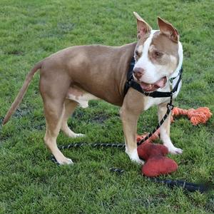 A brown and white pitbull dog standing on grass with a red toy and a black harness.