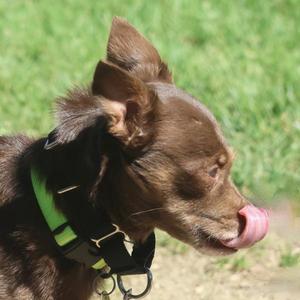 Baby Fruit Bat, Chihuahua, adult, available for adoption