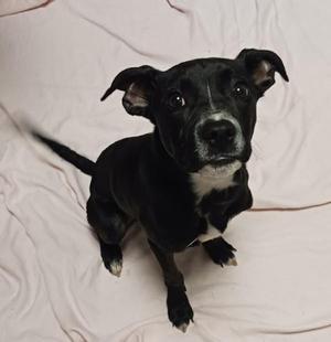 Jax, Pit Bull Terrier, young, available for adoption