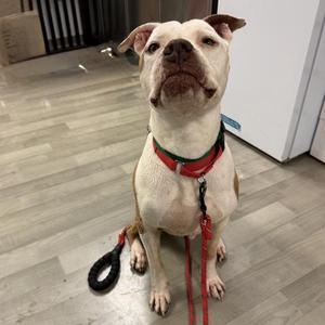 Aloha, Pit Bull Terrier, senior, available for adoption