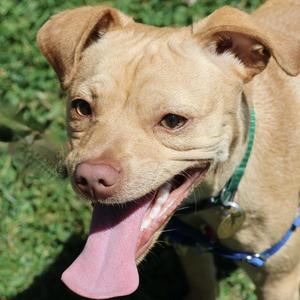 Robbie, Chihuahua, young, available for adoption