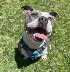 Rodney, Pit Bull Terrier, adult, available for adoption
