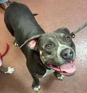 Tarzan, Pit Bull Terrier, adult, available for adoption