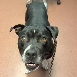 Blue, Pit Bull Terrier, senior, available for adoption
