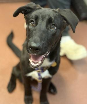 Dalton, Labrador Retriever / Shepherd, young, available for adoption