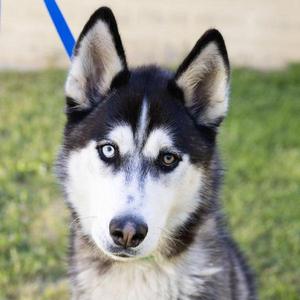 Snickerdoodle, Siberian Husky, adult, available for adoption