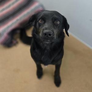 Enzo, Labrador Retriever / Rottweiler, adult, available for adoption