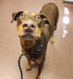 Frau, Doberman Pinscher, adult, available for adoption