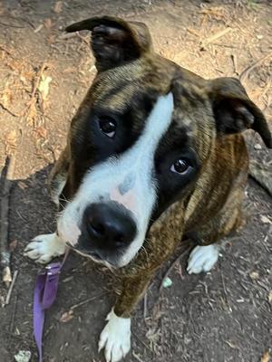 Chicken Little, Pit Bull Terrier, young, available for adoption
