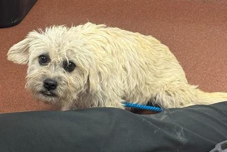 Jamunapari, French Bulldog / Poodle, young, available for adoption