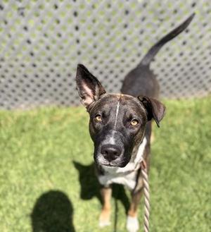 Miller, Shepherd, young, available for adoption