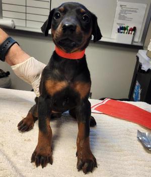 Hella, Doberman Pinscher, puppy, available for adoption