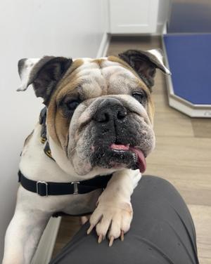Daisy Duke, English Bulldog, adult, available for adoption