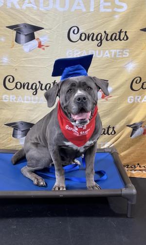 Lucy, Cane Corso / Mastiff, adult, available for adoption