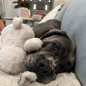 Lucy, Cane Corso / Mastiff, senior, available for adoption