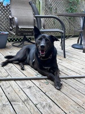 Mouse- Kitchener, Mixed Breed, adult, available for adoption