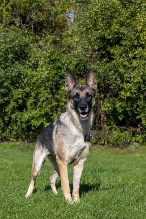 Sandy - Kitchener, Mixed Breed, adult, available for adoption