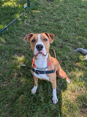 Estelle- Kitchener, Mixed Breed, adult, available for adoption