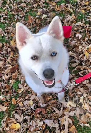 Kevin - Kitchener, Mixed Breed, young, available for adoption