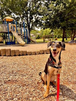 Frida - Kitchener, Mixed Breed, young, available for adoption