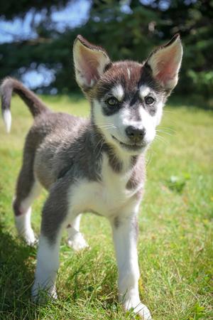 April - Kitchener, Mixed Breed, puppy, available for adoption
