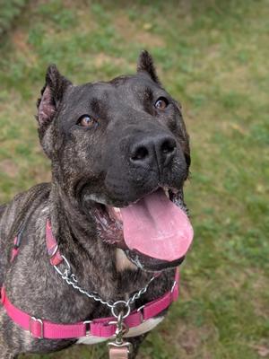 Kuma - Kitchener, Mixed Breed, adult, available for adoption
