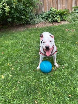 Jack - Kitchener, Mixed Breed and Bull Terrier, senior, available for adoption