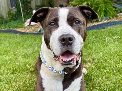 Lilly - Kitchener, Mixed Breed, adult, available for adoption