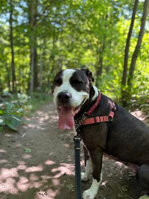 Lilly - Kitchener, Mixed Breed, adult, available for adoption