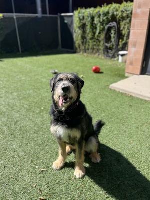 Pluto - Kitchener, Mixed Breed, young, available for adoption