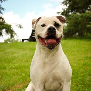 Cooper - Kitchener, Mixed Breed, adult, available for adoption