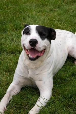 Rosco - Kitchener, Mixed Breed, adult, available for adoption