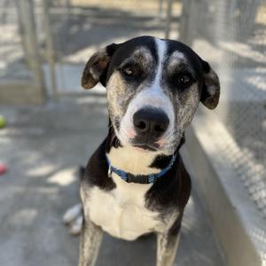 Chili, German Shepherd Dog / Australian Cattle Dog / Blue Heeler, adult, available for adoption