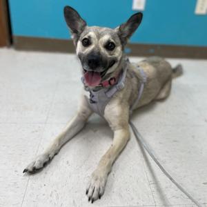 Yotie, German Shepherd Dog / Husky, young, available for adoption